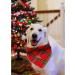 Buy Lionheart Glory Washable Soft Cotton Christmas Dog Neck Towel | Adjustable Checkered Kerchief for Small Dogs - Red-Green (1 Pack) - Buy Online on GoSupps.com