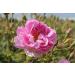 Natural Organic Non Deoiled Rose Water 100mL - Buy Online on GoSupps.com