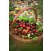 SIGI Azienda Agricola JUJUBE Jam | Free of Food Dyes Preservatives and Additives | 100% Artisanal and Natural | Handmade and Made in Italy | Jar 110gr. - Buy Online on GoSupps.com