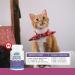 Revive Active - Feline Vitamins Chewable Tablet 124ct Multivitamin & Mineral Supplement for Cats - All-in-one multivitamin to support your cat's health and wellness. - Buy Online on GoSupps.com