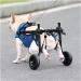 SNIME Adjustable Small Dog Wheelchair Small Dog Wheelchair for Back Legs Leg Brace Amp Hip Support Mobility Aid for Disabled Pets (Size : Extra Small) X-Small - Buy Online on GoSupps.com