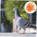 Beavorty 200 Pcs Pigeon Anklet Plastic Tags Bird Tags for Feet Foot Ring for Pigeon Belt Poultry 1.3X1.3CMx2pcs Orangex2pcs - Buy Online on GoSupps.com