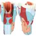 2X Magnification Human Throat Model for Teaching Display - Clear Vinyl Structure with Thyroid and Trachea Dissection - Buy Online on GoSupps.com