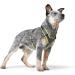 HUNTER Harness Maldon 34-49/XS Olive/Grey - Premium Dog Harness | International Shipping Available - Buy Online on GoSupps.com