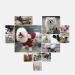 Dog Wheelchair Two Wheels Adjustable Dog Wheelchair Suitable for Dogs Weighing 3-10kg (6.6-22ib) for Hind Leg Rehabilitation - Buy Online on GoSupps.com