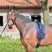 Busse Lunging Belt Pad Classic | Premium Comfort for Equestrian Training | Shop Internationally - Buy Online on GoSupps.com
