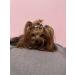 JpGdn 24Pcs/12Pairs Dog Hair Bows with Rubber Band Autumn Sunflower Pattern for Girls Female Cat Rabbit Puppy Poodle Top Knot Elastic Hair Bowknot Grooming Accessories Attachment Sunflower Autumn 24 - Buy Online on GoSupps.com