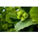 Holmquist Dry Roasted Hazelnuts with Sea Salt | Heart Healthy | Gluten Free | Kosher | Resealable Bag | Keto-Friendly | 1 lb - Buy Online on GoSupps.com
