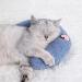 Homelifthub Fluffy Cat Bed Pillows - 3 Pack for Indoor Cats, Rabbit Design, Pink, Blue, Yellow - Buy Online on GoSupps.com