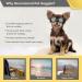 Buy Namsan Dog Glasses for Small Dogs - UV Protection Adjustable Windproof Motorcycle Sunglasses - Black - Buy Online on GoSupps.com