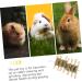 BUGUUYO Pet Chewing Playthings Oral Chew Wooden Rabbit Chew Snack Guinea Pig Chew Snack - Buy Online on GoSupps.com