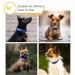 Heele Reflective Dog Collar - Soft Neoprene Padded Nylon for Small Medium & Large Dogs - Royal Blue (26-38cm) - Durable & Adjustable - Buy Online on GoSupps.com