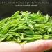 WOOXGEHM Jasmine Green Tea Strong Aroma Chinese Mao Jian Tea Yellow Color Selected Green Tea From the High Mountains Has the Effect of Cooling and Relieving the Summer Heat - Buy Online on GoSupps.com