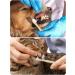 Dog Toothbrush Bamboo Toothbrushes for Dogs Cats 6 Pack Pet Tooth Brushing Kit Eco-Friendly Organic Dental Care Dual Headed Long Handle Cleanning Tool - Buy Online on GoSupps.com