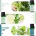 MitFlor Premium Mint Fragrance Oils Set - 6x10ml for Diffuser, Soap & Candle Making | Refreshing Home Fragrance & Aromatherapy Oil Gift Set - Buy Online on GoSupps.com