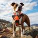 Joytale Orange Neoprene Dog Collar for Extra Large Dogs - Softly Padded & Reflective Nylon - XL Size (1 Pack) - Buy Online on GoSupps.com