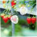 VANZACK 15 Pcs Fruit Shaping Mold White Watermelon Strawberry 4.5x4cmx3pcs Whitex3pcs - Buy Online on GoSupps.com