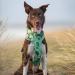 Hurtta Weekend Warrior Dog Harness - Park Camo (99-119 cm / 39-47 in) | Premium Quality for Your Dog | International Shipping Available - Buy Online on GoSupps.com