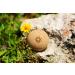 Harmony Ball Cork Massage Ball | Eco-friendly Self-Massage Tool | 100% Natural | Made in EU | Shop Internationally - Buy Online on GoSupps.com