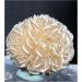 Crystal Cluster 120g Natural Desert Rose Selenite raw Crystal Stone Specimen Rough Sample Cluster fengshui Decor JIZTGEDM - Buy Online on GoSupps.com