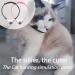 CJHZQYY Rechargeable Laser Pointer Collar for Cats Wearable Automatic Cat Laser Collar Toy for Indoor Kittens & Cats Electric Cat Collar Smart Toy Pet Exercise Toys (Black) - Buy Online on GoSupps.com