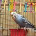 UEETEK Colorful Ladder Bird Toy 12-Step Flexible Ladders Wooden Rainbow Bridge Swings for Parrots Pet Trainning (Random Color) - Buy Online on GoSupps.com