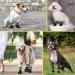 Waterproof Anti-Slip Dog Socks - Hjumarayan 4-Piece Set for Indoor/Outdoor Protection | Slipproof Dog Shoes for Puppies | Black (Size 6) - Buy Online on GoSupps.com