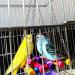 Anteer 12 Pack Bird Parrot Swing Chewing Toys - Hanging Bell Cage Toys for Small Parakeets, Cockatiel, Conures, Finches, Budgie, Macaws, Parrots, Love Birds - Buy Online on GoSupps.com