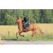 Premium Leather Riding Crop with Braided Handle | High Quality Equestrian Horse Crop - Buy Online on GoSupps.com