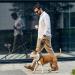 MoYouno 8M Retractable Dog Leash | Heavy Duty 110lbs Pet Lead | Automatic Extendable Training Leash | Up to 50KG | Grey Large - Buy Online on GoSupps.com
