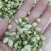 Jasmine Tea Dried Jasmine Flower 40g - Buy Online on GoSupps.com