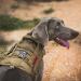 OneTigris Tactical Dog Vest - XL Brown Service Dog Harness - MOLLE Training Harness 1000D Nylon - Buy Online on GoSupps.com