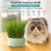 Anulely Cat Grass Plant Container - Earth-Free Sprouter Tray for Indoor Cats & Pets | Stylish Green Home Decor - Buy Online on GoSupps.com
