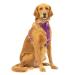 Kurgo Tru-Fit Dog Harness Crash Tested Car Seat Belt For Dogs 2 to 5 kg Size XL Purple Purple XL