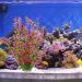 Mayitr 46cm Rhodo Artificial Aquarium Plants - Realistic Aquatic Decoration for Aquariums | Ship Worldwide - Buy Online on GoSupps.com