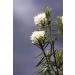 Health Embassy Marsh Labrador Herb Tea | Ledum palustre | Rhododendron Tomentosum | Herbe de Ledon des Marais Tisane (50g) - Buy Online on GoSupps.com