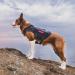 Oneigris No-Pull Dog Harness - Ultra Breathable Adjustable Safety Vest for Large/Medium Dogs - 2 Handles - Black (L: Neck 45-63cm Chest 68-91cm) - Buy Online on GoSupps.com