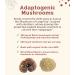 Teeccino Organic Reishi Eleuthero Mushroom Herbal Tea - Caffeine Free, 10 Bags (60g) - Buy Online on GoSupps.com