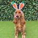 Midlee Carrot Bunny Ears Easter Dog Headband Costume (Small) - Buy Online on GoSupps.com
