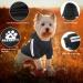 Dolahovy Dogs Hoodie - Cozy Sweater Vest for Small & Medium Pets | Autumn Winter Dog Outfits & Costumes | 3XL Black for Chihuahua & Teddy - Buy Online on GoSupps.com