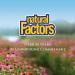 Natural Factors Bromelain 500 mg - 90 Capsules for Digestive Health & Anti-Inflammatory Support - Buy Online on GoSupps.com