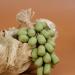 Grape Soap On A Rope Savon Au Raisin Sur Une Corde Savon De Grappe De Raisin Fait Main Pour Douche Soins Hydratants Et Nourrissants Pour Le Lavage Du Visage/corps-B-40 - Buy Online on GoSupps.com