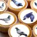cakes 24 edible PRE CUT Pigeons British Birds Pigeon kids childrens party decorations Wafer Paper Cupcake Topper Cake