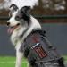 Oneigris No-Pull Dog Harness - Adjustable Aire Mesh Safety Vest for Large/Medium Dogs - Ultra Breathable with 2 Handles - Gray XS (Neck 28-43cm Breast 38-56cm) - International Shipping Available - Buy Online on GoSupps.com