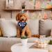 WLLHYF Dog Birthday Party Supplies Boy Dog Birthday Bandana Set with Cute Dog Bow Tie Dog Birthday Crown Hat with Numbers Small Medium Large Dogs(Blue) - Buy Online on GoSupps.com
