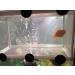 Large Fish Tank Breeder Net w/ Suction Cups | Nylon Mesh Aquarium Breeder Box for Fish Fry Hatchery & Breeding - Buy Online on GoSupps.com