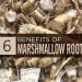 Marshmallow Root 2000MG 60 Capsules by vita pharma Produced in The UK - Buy Online on GoSupps.com