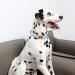 Unique Style Paws Adjustable Dog Collar & Leashes for Small Medium & Large Pets | Durable & Fashionable Dog Accessories - Buy Online on GoSupps.com
