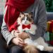 2 Pcs Velvet Bowtie Cat Collar with Bell Adjustable Breakaway Cat Collars Kitten Small Puppy Safety Bow Tie Solid Wedding Red Cat Collar for Boy Girl Cats - Buy Online on GoSupps.com