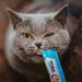 INABA Churu Lickable Cat Treats - Tuna & Chicken - 50 Creamy Purأ©e Tubes - Buy Online on GoSupps.com